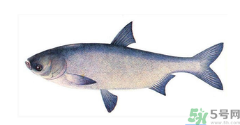 十月份能釣鰱魚嗎？鰱魚幾月份好釣？