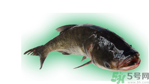 十月份能釣鰱魚嗎？鰱魚幾月份好釣？