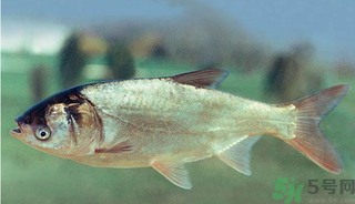 十月份能釣鰱魚嗎？鰱魚幾月份好釣？
