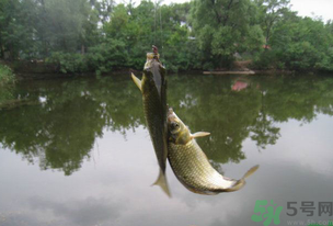 秋天釣魚什么風(fēng)向最好？秋天什么風(fēng)向好釣魚？