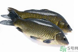 活鯉魚怎么保存？鯉魚怎么養(yǎng)才不容易死？