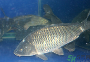 活鯉魚怎么保存？鯉魚怎么養(yǎng)才不容易死？