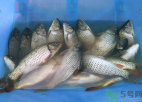 活鯉魚怎么保存？鯉魚怎么養(yǎng)才不容易死？