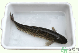 鯉魚死了還能吃嗎？鯉魚死了多久不能吃？