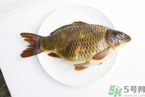 鯉魚死了還能吃嗎？鯉魚死了多久不能吃？