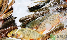 鯉魚死了怎樣保鮮？鯉魚死后怎么保存？