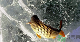 鯉魚死了怎樣保鮮？鯉魚死后怎么保存？