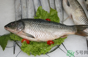 鯉魚死了怎樣保鮮？鯉魚死后怎么保存？