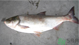 秋天釣鰱魚(yú)用什么餌料？秋天釣鰱魚(yú)用什么味餌？
