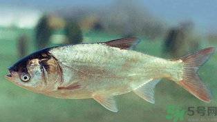 秋天釣鰱魚(yú)用什么餌料？秋天釣鰱魚(yú)用什么味餌？