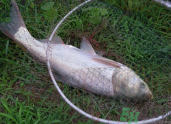 秋天怎么釣鰱魚？秋天釣鰱魚技巧