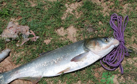 秋天怎么釣鰱魚？秋天釣鰱魚技巧
