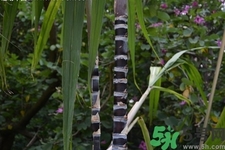 甘蔗一天吃多少最好？甘蔗能每天都吃嗎？