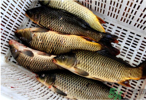 野生鯉魚怎么釣？野生鯉魚用什么釣最好？