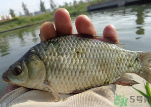 野生鯽魚多少錢一斤？野生鯽魚怎么區(qū)分？