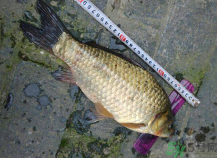 野生鯽魚多少錢一斤？野生鯽魚怎么區(qū)分？
