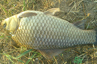 野生鯽魚多少錢一斤？野生鯽魚怎么區(qū)分？