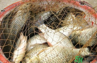 野生鯽魚怎么做好吃？野生鯽魚的做法