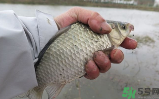 野生鯽魚怎么做好吃？野生鯽魚的做法