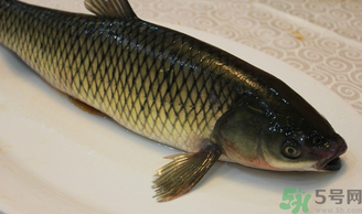 秋天怎么釣草魚？秋天草魚好釣嗎？