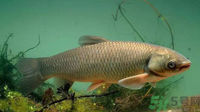 秋天怎么釣草魚？秋天草魚好釣嗎？