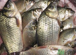 野生鯽魚怎么釣？釣野生鯽魚的技巧