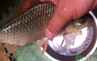 野生鯽魚怎么釣？釣野生鯽魚的技巧