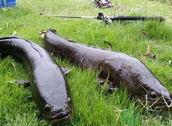 10月份還能釣黑魚嗎？幾月份釣黑魚最好？