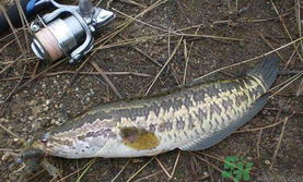 10月份還能釣黑魚嗎？幾月份釣黑魚最好？