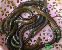 活黃鱔如何保存？活鱔魚(yú)怎么保存？