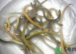 活黃鱔如何保存？活鱔魚(yú)怎么保存？