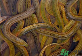 活黃鱔如何保存？活鱔魚(yú)怎么保存？