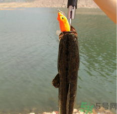十月份黑魚好釣嗎？十月份怎么釣黑魚？