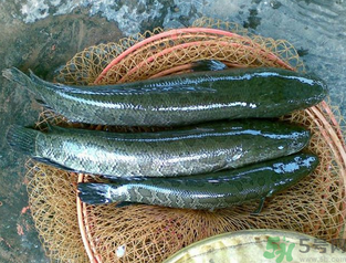 秋天可以釣黑魚(yú)嗎？秋天黑魚(yú)在什么地方？