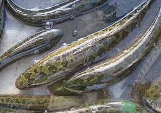 秋天可以釣黑魚(yú)嗎？秋天黑魚(yú)在什么地方？