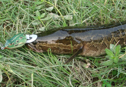 秋天怎么釣黑魚？秋天釣黑魚技巧