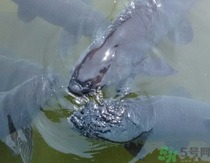 十月份釣青魚好釣嗎？釣青魚什么時間最好？