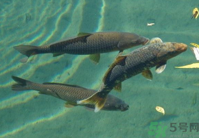 十月份釣青魚好釣嗎？釣青魚什么時間最好？