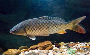 十月份釣青魚好釣嗎？釣青魚什么時間最好？