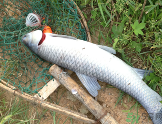 十月份釣青魚好釣嗎？釣青魚什么時間最好？