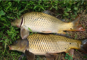 水庫釣魚用什么餌料？水庫釣魚用什么商品餌？
