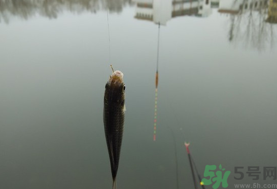 陰天怎么釣魚(yú)？陰天釣魚(yú)技巧