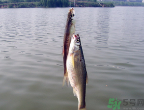 陰天怎么釣魚(yú)？陰天釣魚(yú)技巧
