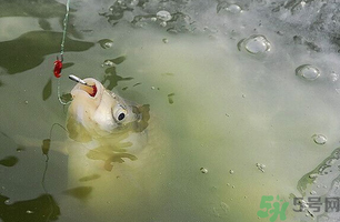 陰天怎么釣魚(yú)？陰天釣魚(yú)技巧
