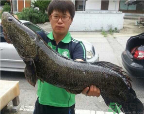 秋季釣黑魚用什么魚餌？秋天釣黑魚用什么餌？