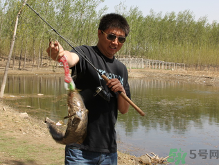 秋季釣黑魚用什么魚餌？秋天釣黑魚用什么餌？