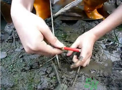秋季可以釣黃鱔嗎？黃鱔怎么釣？