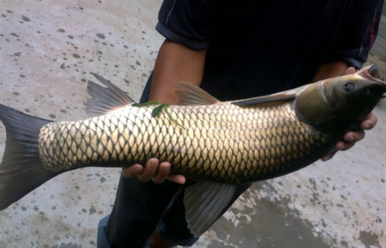 野生草魚多少錢一斤？野生草魚價格