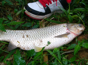 野生草魚多少錢一斤？野生草魚價格