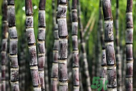 孕婦能吃甘蔗嗎？孕婦吃甘蔗會(huì)導(dǎo)致血糖升高嗎？
